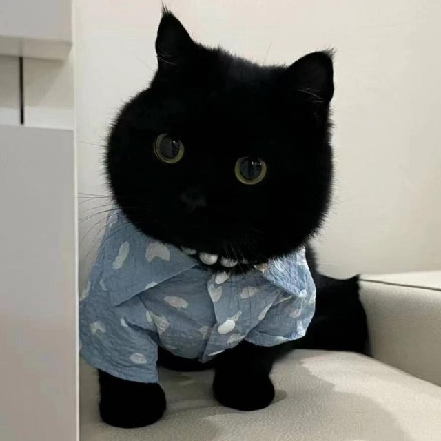 可爱猫猫
